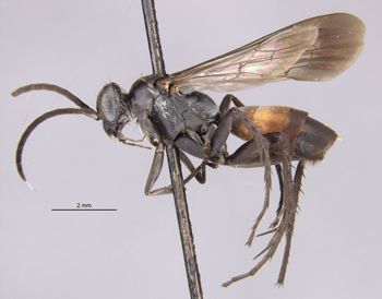 Media type: image;   Entomology 25261 Aspect: habitus lateral view